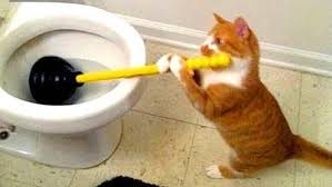2019年最受欢迎的猫咪合集!